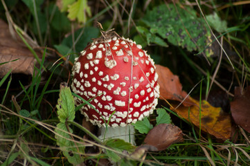 Closeup of amanita muscaria mushroom in a meadow