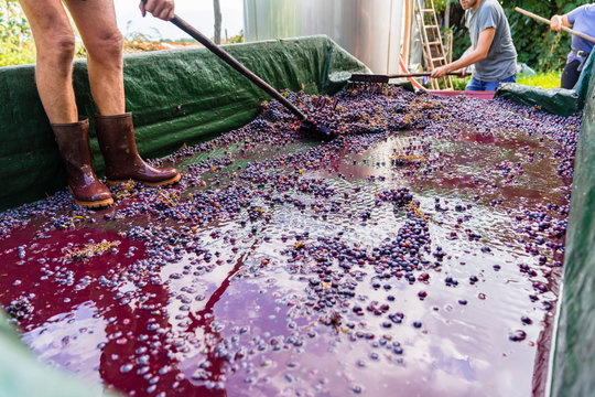 Man standing on trailer with harvested grapes for processing