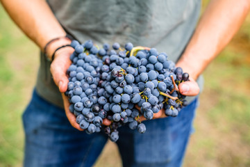 Close-up of man holding red grapes in vineyard