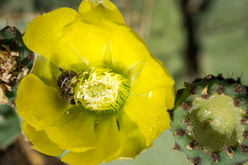 Opuntia ficus-indica, commonly known as, among others, prickly pear, fig tree, palera, prickly...