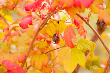 Snail in macro scale on a branch