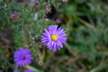 Bush of autumn blue chrysanthemum from blossoming flowers and buds