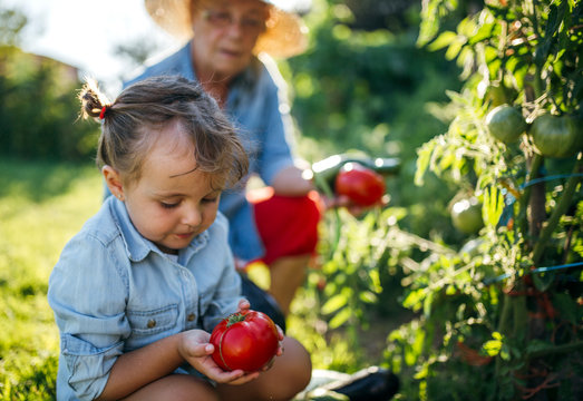 Senior woman and her little granddaughter harvesting tomatoes in the garden
