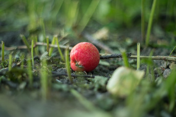 fallen autumn apples among grass and yellow leaves