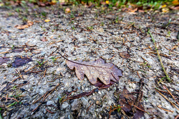 Autumn leafes on ground with focus on brown leaf