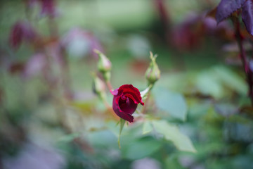 Fototapeta premium rose buds in the garden, close up