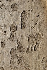 Muddy Footprints in the Sun 3375-039