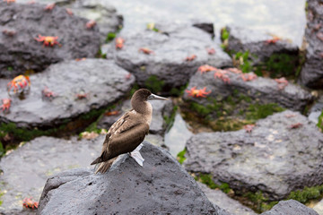 High angle side view of juvenile blue-footed booby perched on rock, with red painted ghost crabs in soft focus in the background, Puerto Baquerizo Moreno, San Cristobal, Galapagos, Ecuador