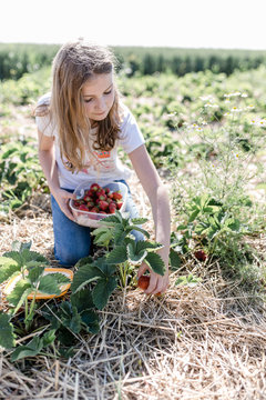 Girl picking strawberries on a field