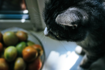 Cat sniffs tomatoes on the windowsill