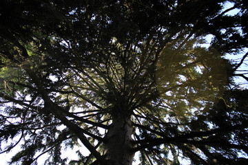 Sunlight through the branches of a tree