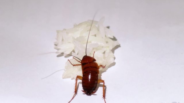 Live Cockroach Insect Eating Leftover Food Rice on White Background, Closeup