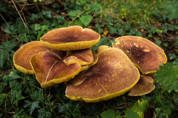Group Of Mushrooms In UK Woodland