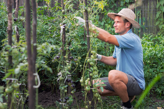 Man cares for plants in the garden, in summer