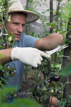 Man cleans the leaves of the cherry tomato plants in the garden