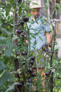 Black cherry tomatoes grown and linked to wooden stake in the garden