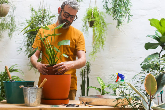 Man repotting green plant on his terrace Monstera Deliciosa plant