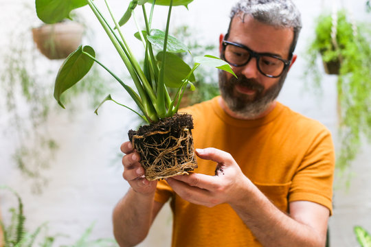 Man repotting green plant (Monstera Deliciosa) , looking the roots