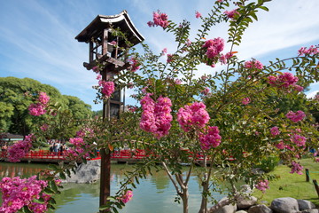 Fototapeta na wymiar Tree with pink flowers in the Japanese Garden, Buenos Aires, Argentina