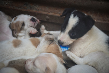 Naklejka na ściany i meble puppies in a basket