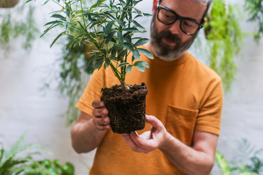 Man repotting green plant (Schefflera Umbrella Dwarf Plant)