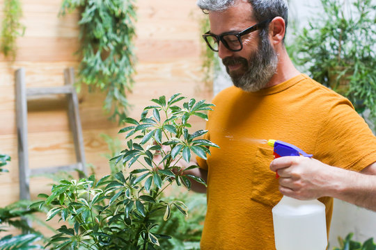 Man spraying green plant (Schefflera Umbrella Dwarf Plant)