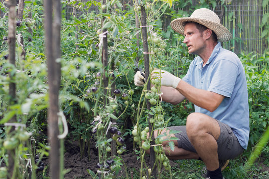 Farmer cleans cherry tomato plants in summer