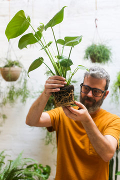 Man repotting green plant (Monstera Deliciosa) , looking the roots