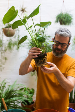 Man repotting green plant (Monstera Deliciosa) , looking the roots