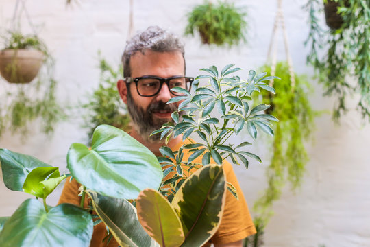 Man looking at green plants, Schefflera Umbrella Dwarf Plant