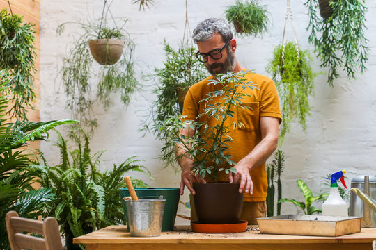 Man repotting green plant (Schefflera Umbrella Dwarf Plant)