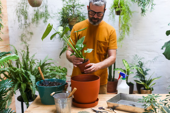 Man repotting green plant on his terrace Monstera Deliciosa plant
