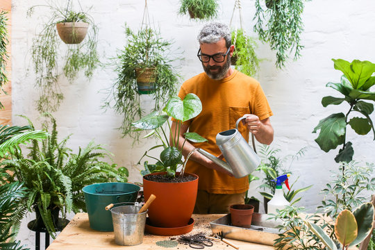 Man watering green plant (Monstera Deliciosa)