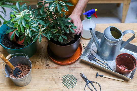 Man repotting green plant (Schefflera Umbrella Dwarf Plant)