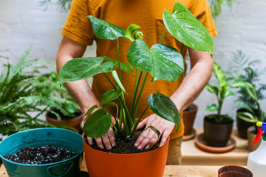 Man repotting green plant (Monstera Deliciosa)