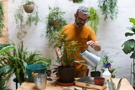 Man watering green plant (Schefflera Umbrella Dwarf Plant)