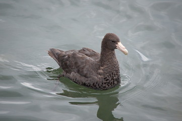 Photo of southern giant petrel (Macronectes giganteus), Ushuaia, Tierra del Fuego, Argentina