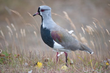 Southern Lapwing in the grass (Ushuaia, Tierra del Fuego, Argentina)