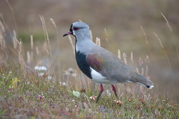 Southern Lapwing in the grass, Ushuaia, Tierra del Fuego, Argentina