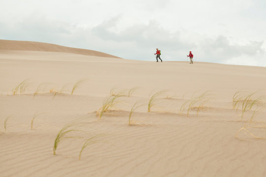 Hikers and blowout grass Redfieldia flexuosa on sand dune