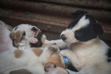 street puppies in a basket