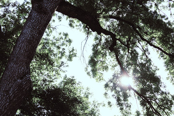 Sun rays through the branches of trees