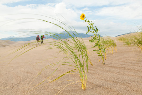 Hikers Pass Prairie Sunflower And Blowout Grass On Sand Dune