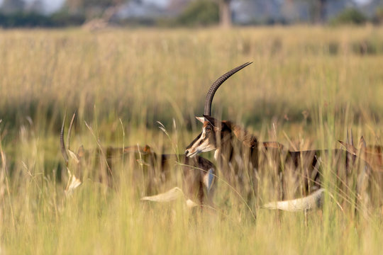a group of Sable Antelope walks in the savannah through tall grass