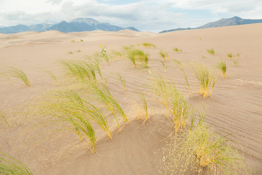 Blowout grass Redfieldia flexuosa on sand dune