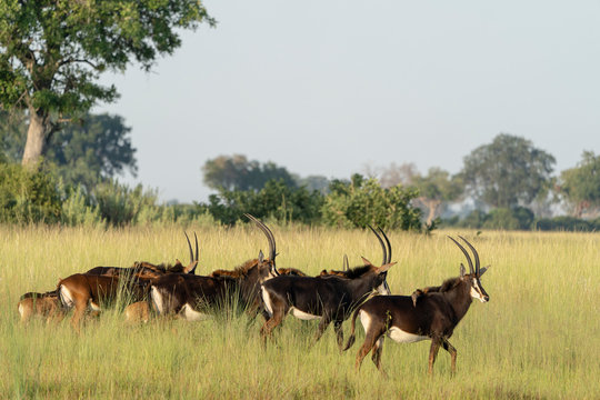 early morning, a group of Sable Antelope walks in the savannah