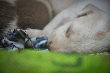 street puppie sleeping on the floor 