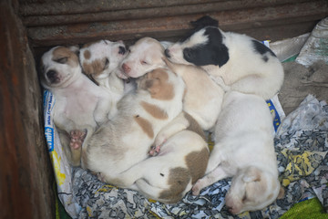 indian street dog puppies in a basket