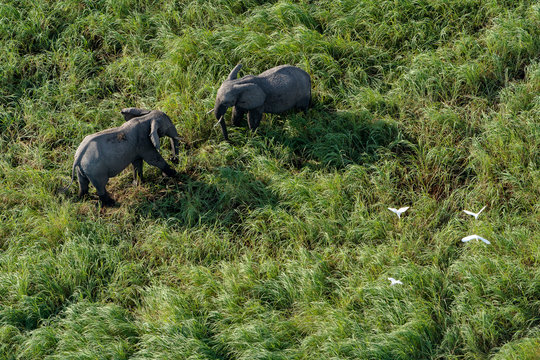 aerial view of elephants facing each other, standing in the savannah