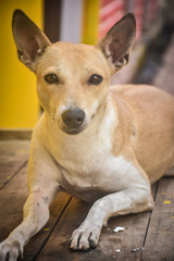 portrait of a street dog in india 